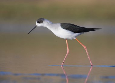 siyah kanatlı Uzunbacak