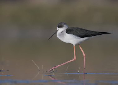 siyah kanatlı Uzunbacak