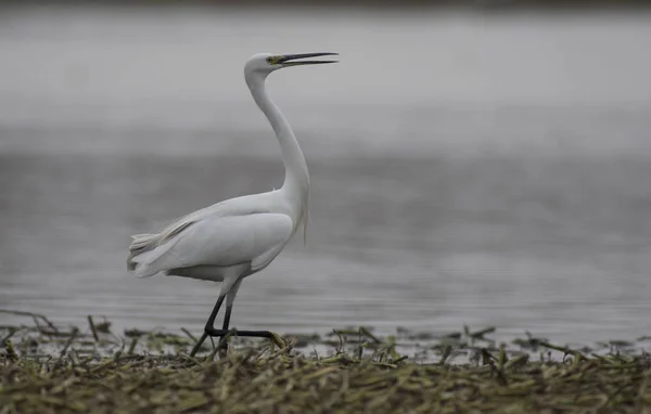 The Little Egret