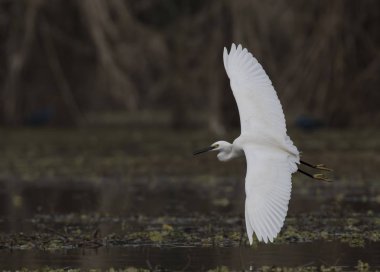 Little Egret flying clipart