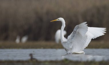 Büyük ak balıkçıl 