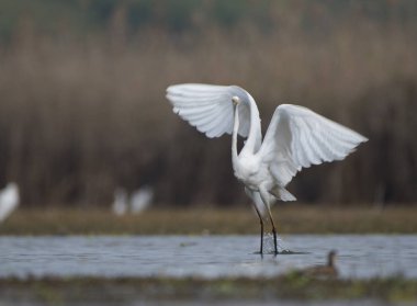 Büyük ak balıkçıl