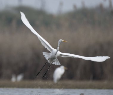 Büyük ak balıkçıl