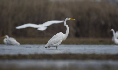 Büyük sorguçlar (Ardea alba)