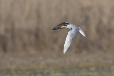 Nehir sumru - Sterna aurantia