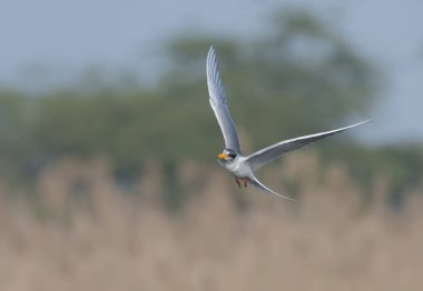 Nehir sumru - Sterna aurantia