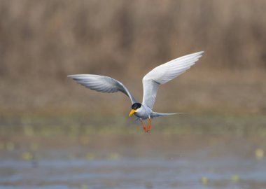 Nehir sumru - Sterna aurantia