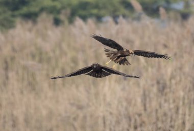 Mücadele Marsh harrier