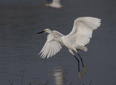 Küçük ak balıkçıl