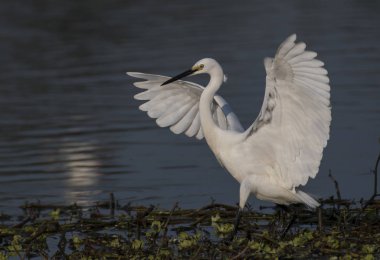 Küçük ak balıkçıl