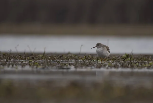 The Common red shank — Stock Photo, Image