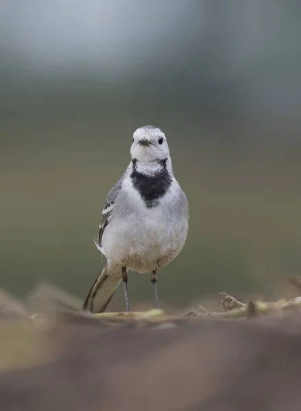 El Wagtail blanco — Foto de Stock