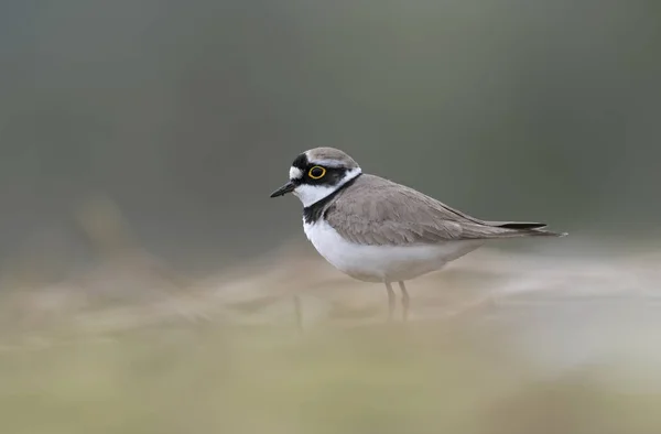 Little Ringed Plover — Stock Photo, Image