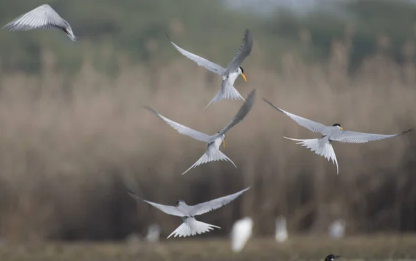 The river terns — Stock Photo, Image