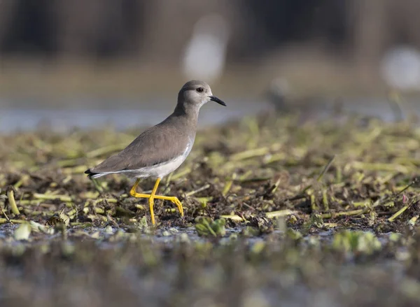 El lapwing de cola blanca —  Fotos de Stock