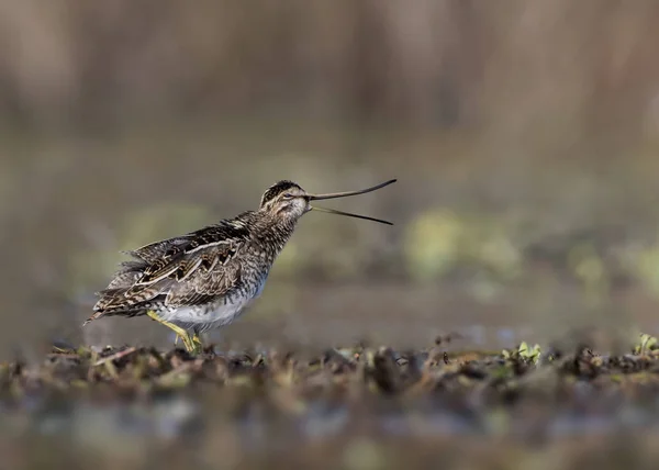 The Common Snipe — Stock Photo, Image