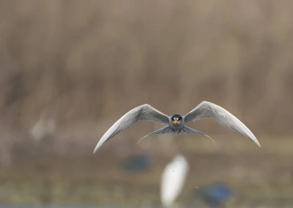 The River tern — Stock Photo, Image