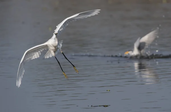 O Pequeno Egret — Fotografia de Stock