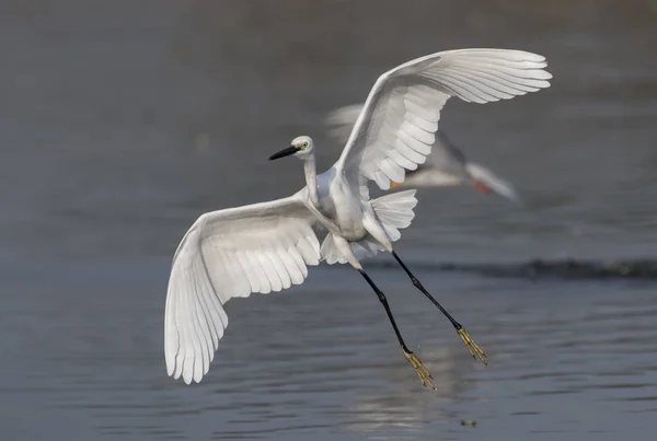 Küçük ak balıkçıl