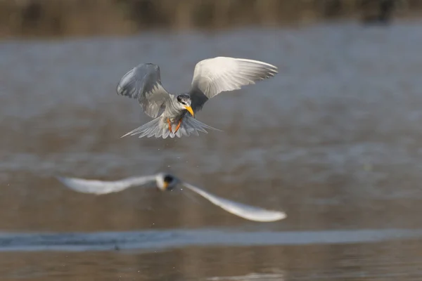 Floden tärna flyger — Stockfoto