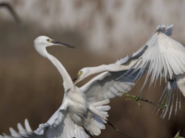 the fight of egrets clipart
