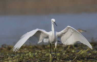 Küçük ak balıkçıl
