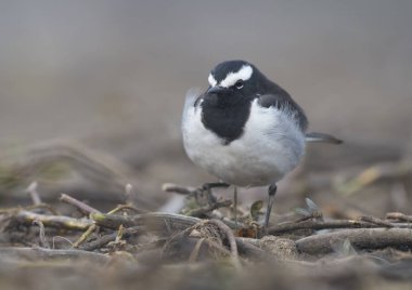 Beyaz kaşlı kuyruksallayan 