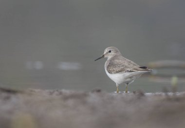 The Temminck's stint clipart