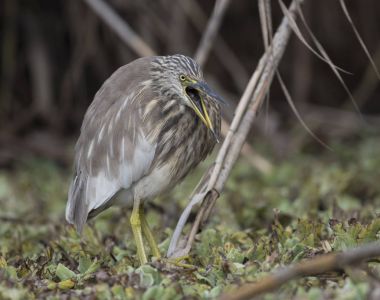 Su rayı (Rallus aquaticus)