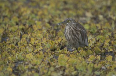 Indian Pond Heron