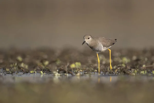 White-Tailed tofsvipa — Stockfoto