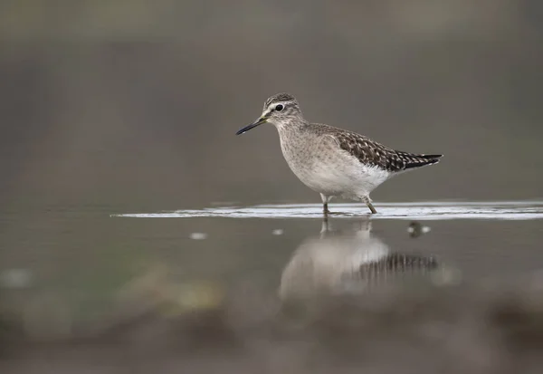 Madeira Sandpiper de manhã — Fotografia de Stock