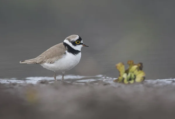 The little ringed plover