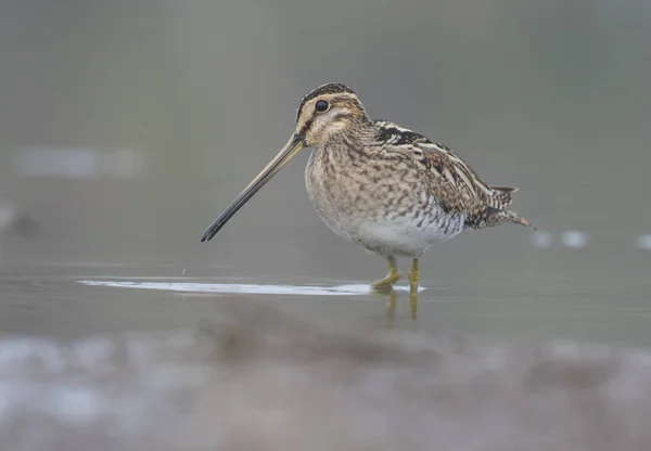 O snipe comum — Fotografia de Stock