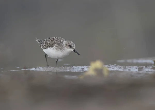 De kleine strandloper — Stockfoto