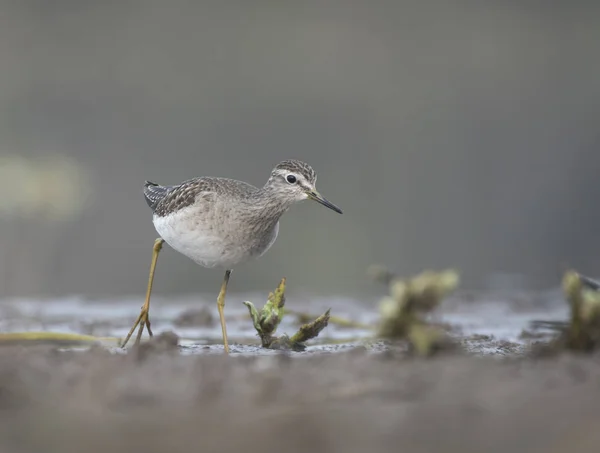 Gemeiner Wasserläufer — Stockfoto