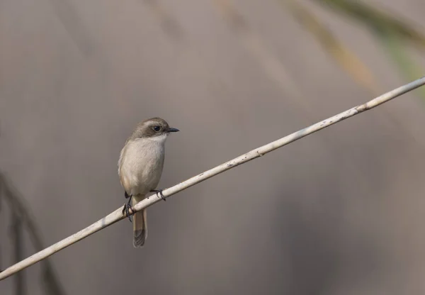 Chat de Grey Bush —  Fotos de Stock