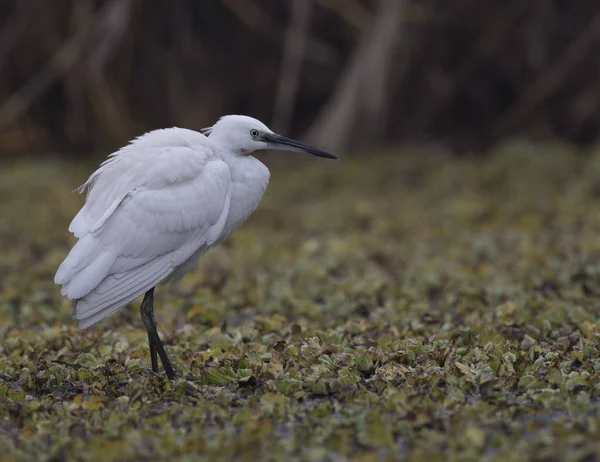 La petite aigrette — Photo