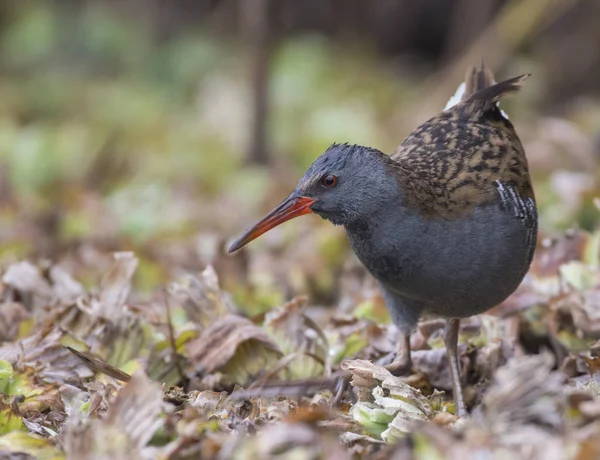 Water Rail (Rallus aquaticus) — Stock Photo, Image