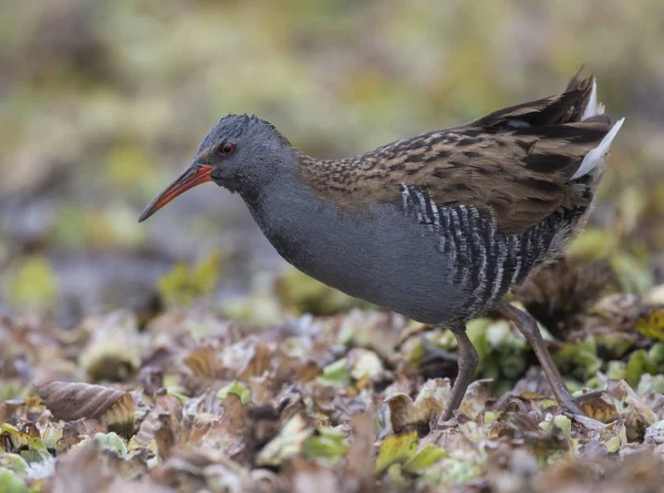 Σιδηρόδρομος (Rallus aquaticus) — Φωτογραφία Αρχείου