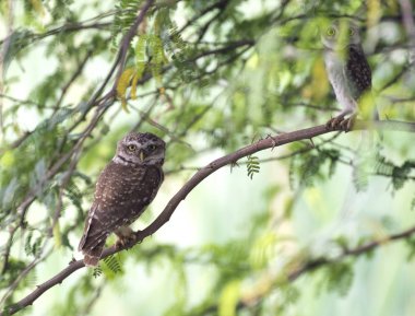 Benekli owlet