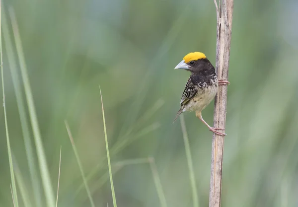 Siyah Weaver Kuş memeli