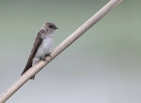 Der schlichte Martin — Stockfoto