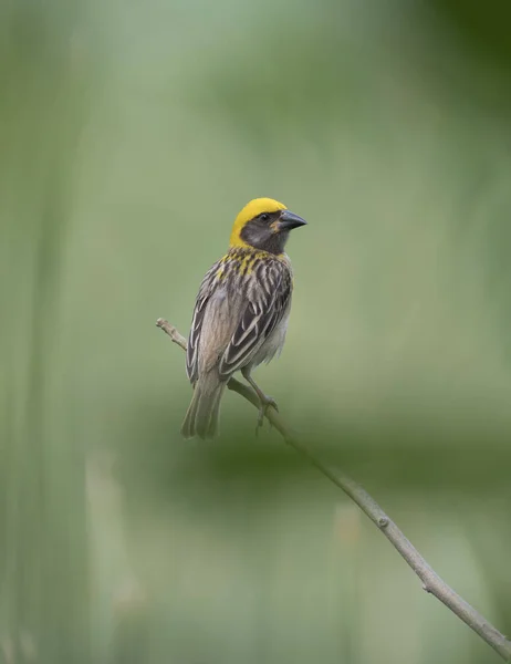 Den Baya weaver — Stockfoto