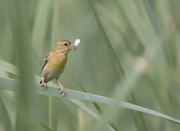 The Baya weaver — Stock Photo, Image