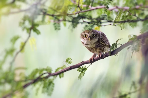 The Spotted owlet — Stock Photo, Image