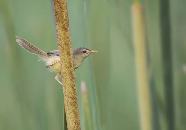 Ashy prinia con fondo verde — Foto de Stock