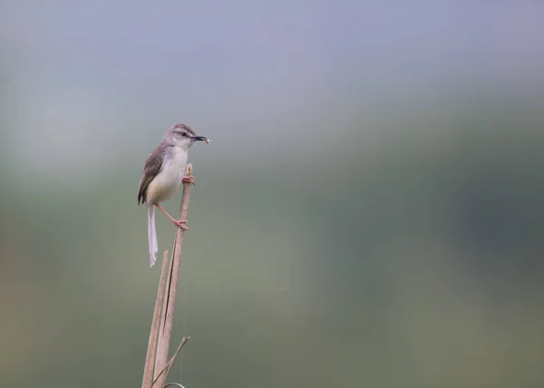 Gewone prinia met voedsel — Stockfoto