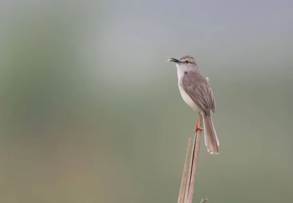 Einfache prinia mit Lebensmitteln — Stockfoto