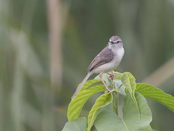 A sima Prinia — Stock Fotó